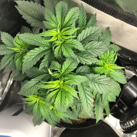 OG Kush Auto growlog timeline photo