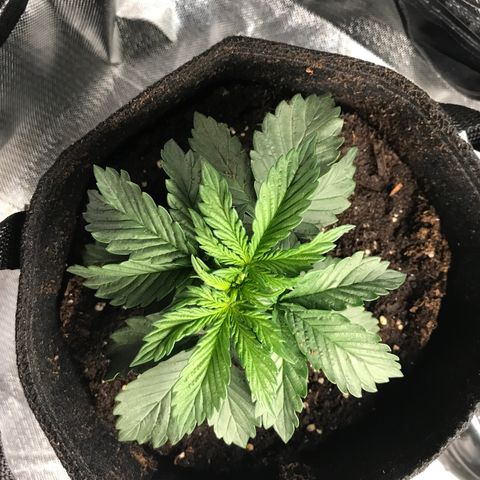OG Kush Auto growlog photo: 1gal pot