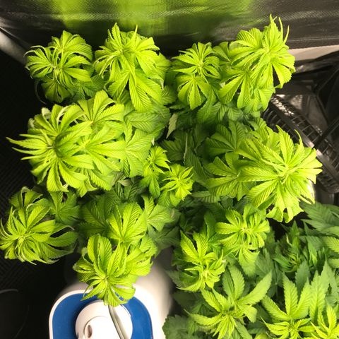 OG Kush Auto growlog timeline photo