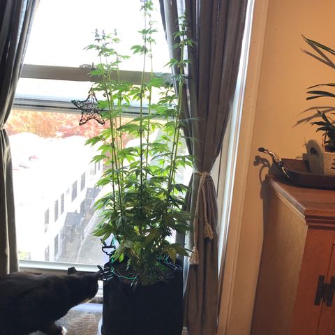 OG Kush Auto growlog timeline photo