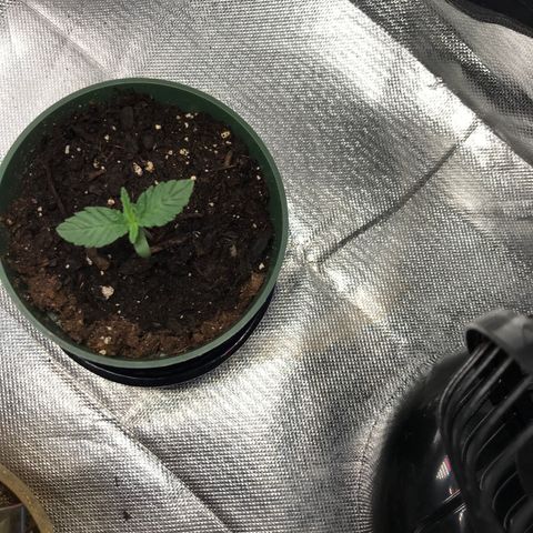 OG Kush Auto growlog photo: Plant #1