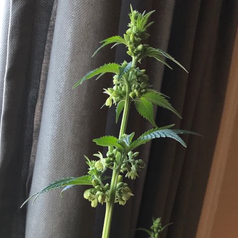 OG Kush Auto growlog timeline photo