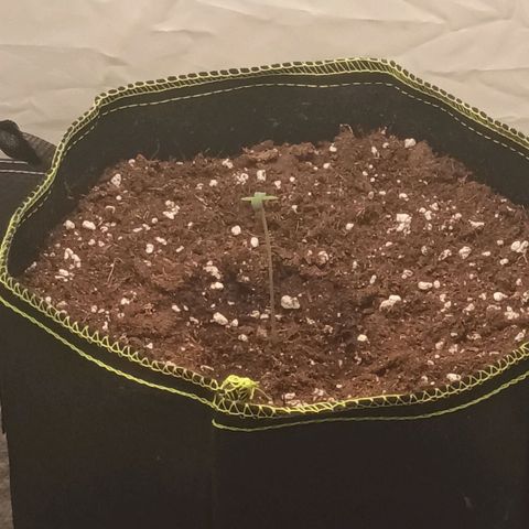 Fat Banana 1 growlog timeline photo