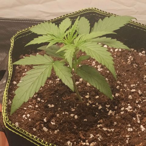 Fat Banana 1 growlog timeline photo