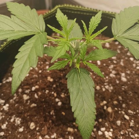 Fat Banana 1 growlog timeline photo