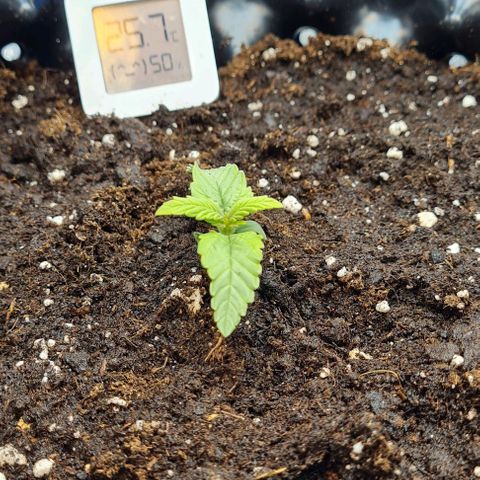 ЦВЕТОЧЕК growlog timeline photo