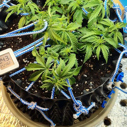 ЦВЕТОЧЕК growlog timeline photo