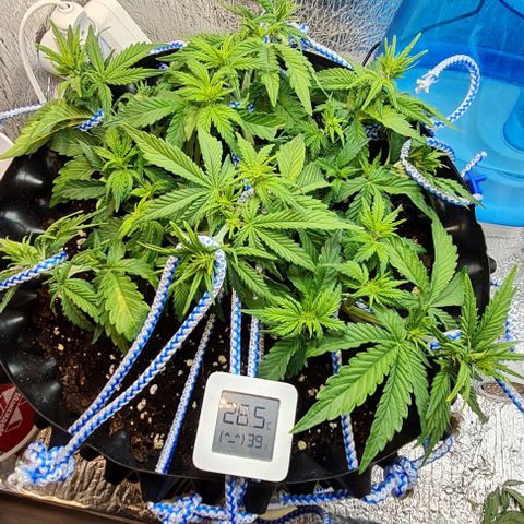 ЦВЕТОЧЕК growlog timeline photo