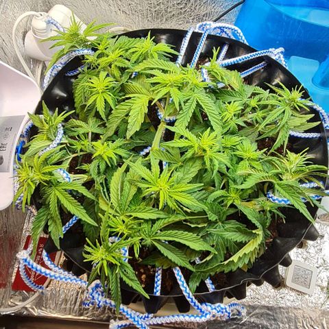 ЦВЕТОЧЕК growlog timeline photo
