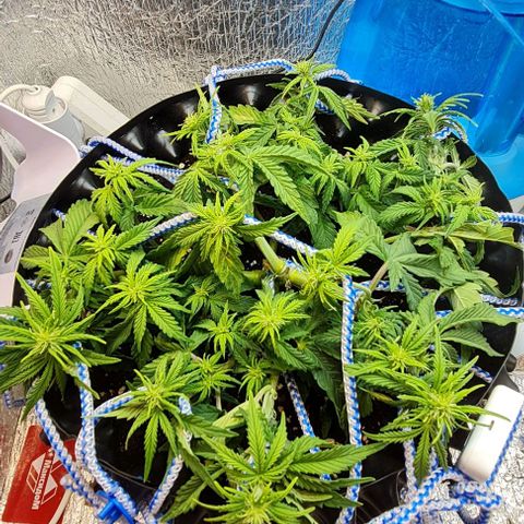 ЦВЕТОЧЕК growlog timeline photo