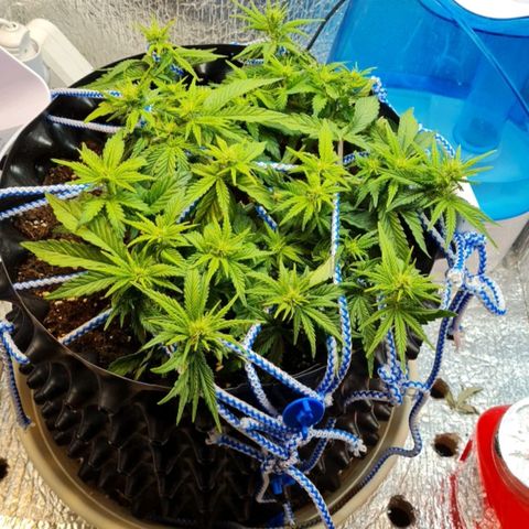 ЦВЕТОЧЕК growlog timeline photo