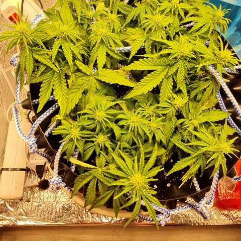 ЦВЕТОЧЕК growlog timeline photo