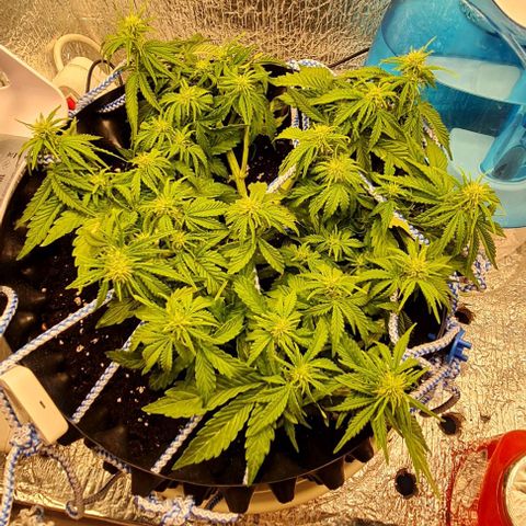 ЦВЕТОЧЕК growlog timeline photo