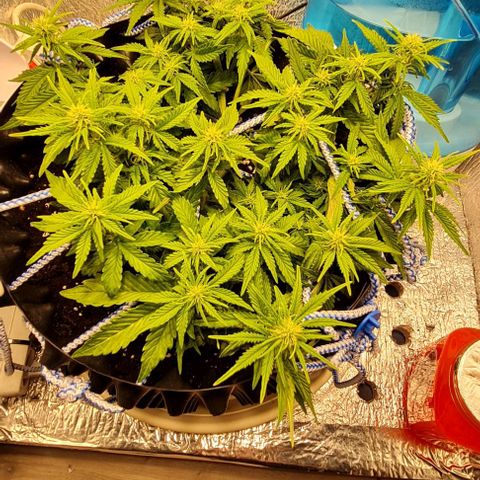 ЦВЕТОЧЕК growlog timeline photo