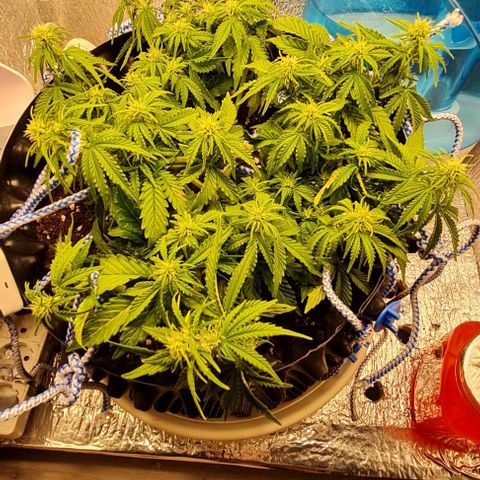 ЦВЕТОЧЕК growlog timeline photo
