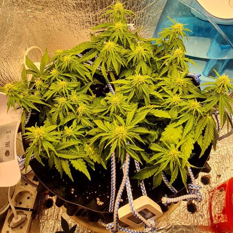 ЦВЕТОЧЕК growlog photo: 3,6 кг до полива