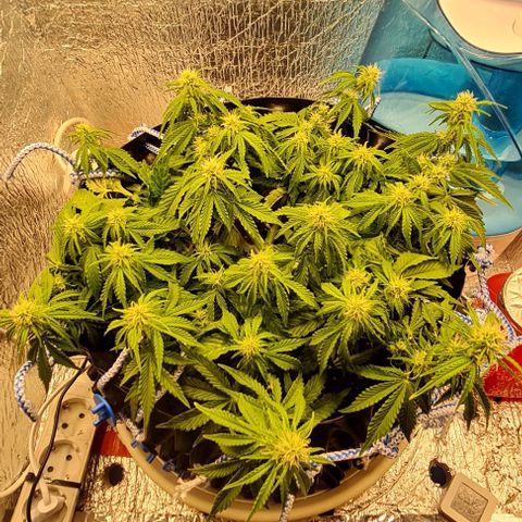 ЦВЕТОЧЕК growlog timeline photo