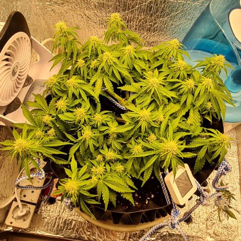 ЦВЕТОЧЕК growlog timeline photo