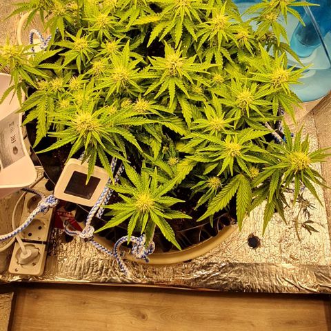 ЦВЕТОЧЕК growlog timeline photo