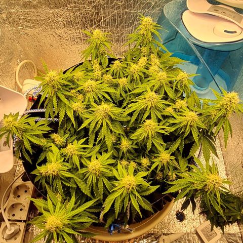 ЦВЕТОЧЕК growlog timeline photo