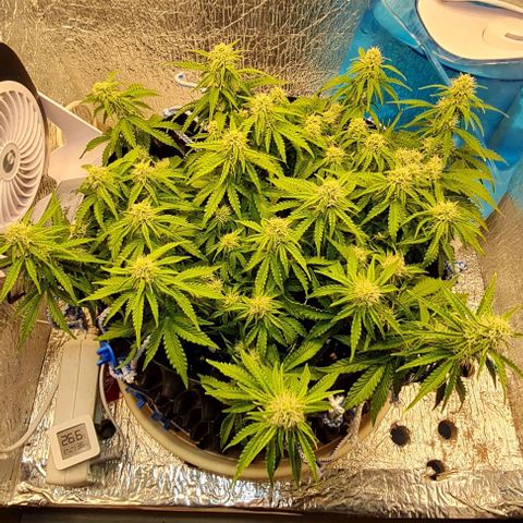 ЦВЕТОЧЕК growlog timeline photo