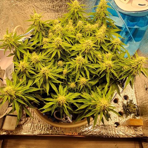 ЦВЕТОЧЕК growlog timeline photo