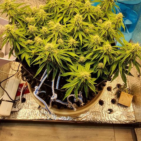 ЦВЕТОЧЕК growlog photo: 7,9 после полива