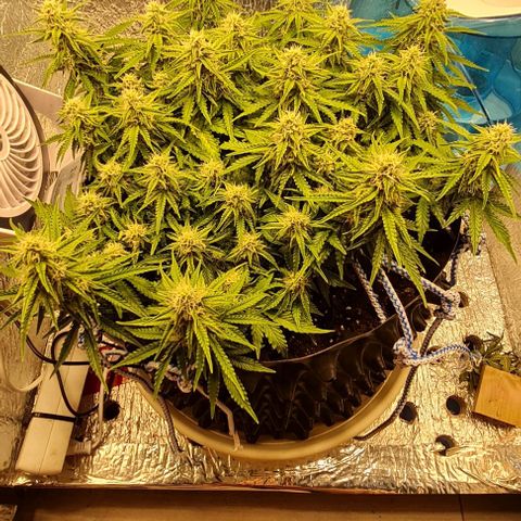 ЦВЕТОЧЕК growlog timeline photo