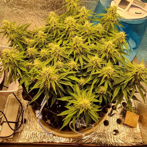 ЦВЕТОЧЕК growlog timeline photo