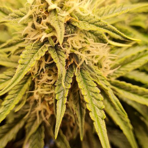 ЦВЕТОЧЕК growlog timeline photo