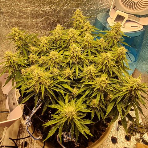 ЦВЕТОЧЕК growlog timeline photo