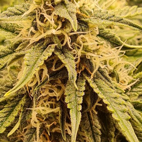 ЦВЕТОЧЕК growlog timeline photo