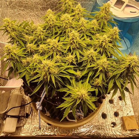 ЦВЕТОЧЕК growlog timeline photo