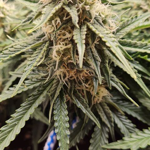 ЦВЕТОЧЕК growlog photo: 5.3 кг