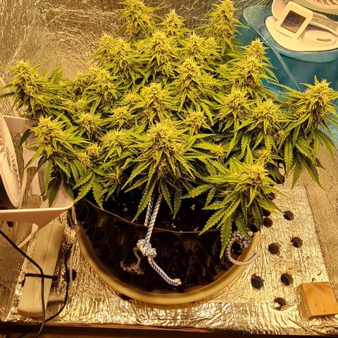 ЦВЕТОЧЕК growlog timeline photo