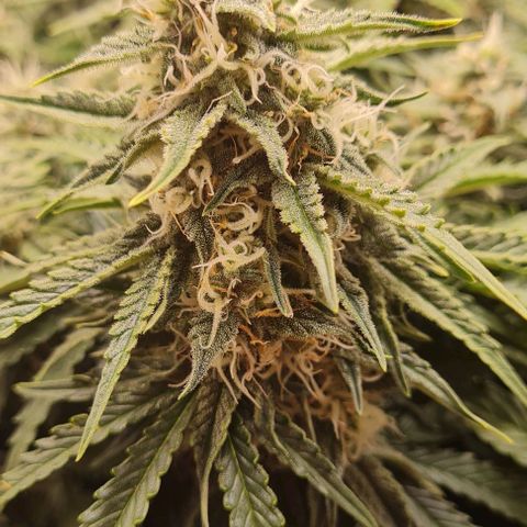 ЦВЕТОЧЕК growlog timeline photo