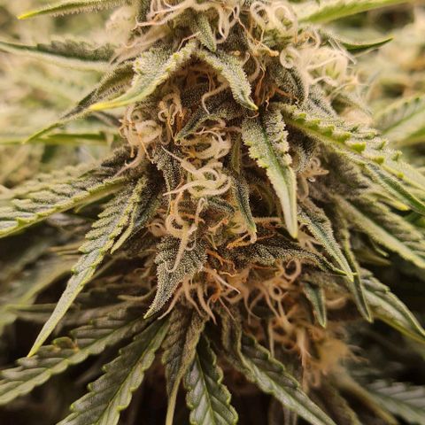 ЦВЕТОЧЕК growlog timeline photo
