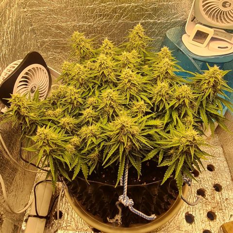 ЦВЕТОЧЕК growlog timeline photo