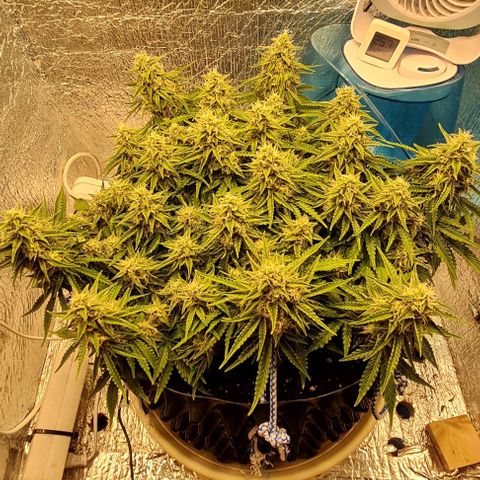 ЦВЕТОЧЕК growlog timeline photo