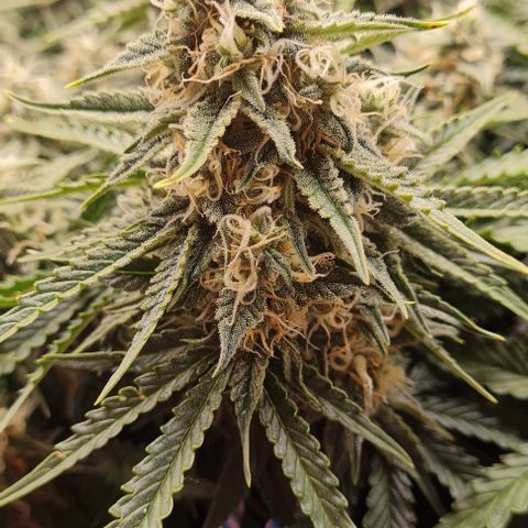 ЦВЕТОЧЕК growlog timeline photo