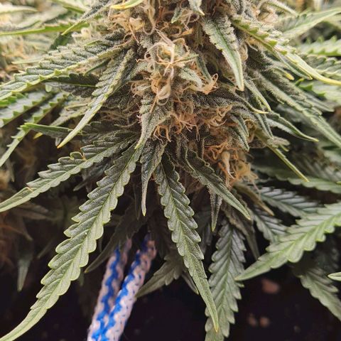 ЦВЕТОЧЕК growlog timeline photo