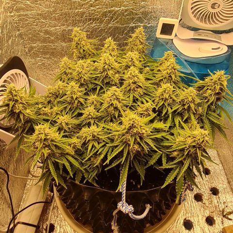 ЦВЕТОЧЕК growlog timeline photo
