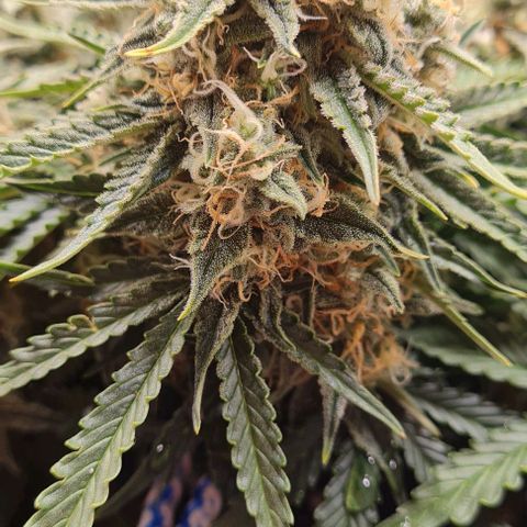 ЦВЕТОЧЕК growlog timeline photo