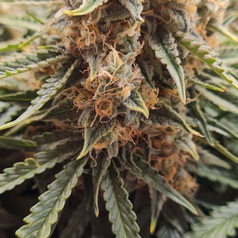 ЦВЕТОЧЕК growlog timeline photo