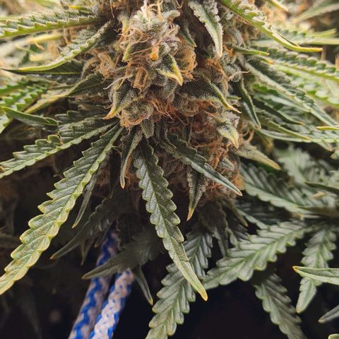 ЦВЕТОЧЕК growlog timeline photo