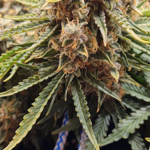 ЦВЕТОЧЕК growlog timeline photo