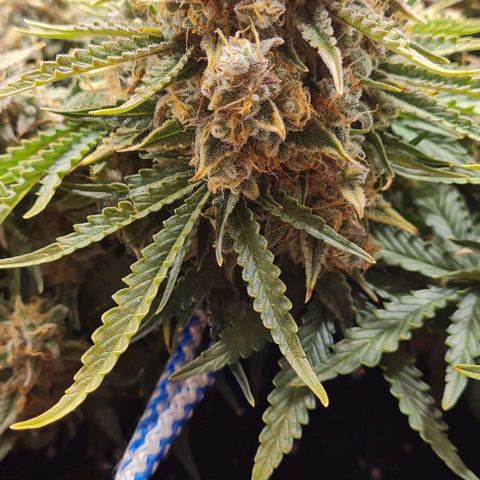 ЦВЕТОЧЕК growlog timeline photo