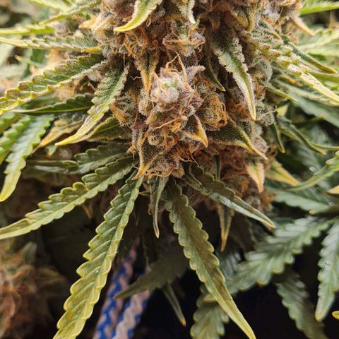 ЦВЕТОЧЕК growlog timeline photo