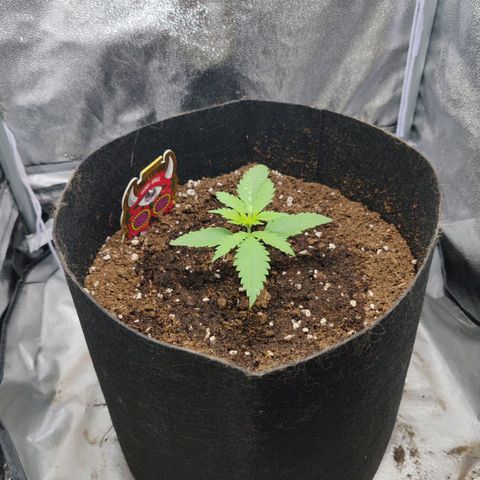Сеня growlog timeline photo
