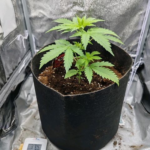 Сеня growlog timeline photo